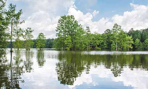 Bob-Loop-Trail-at-Trap-Pond-State-Park