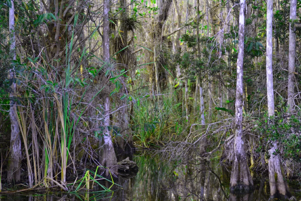 Nobles-Grade-at-Big-Cypress-National-Preserve