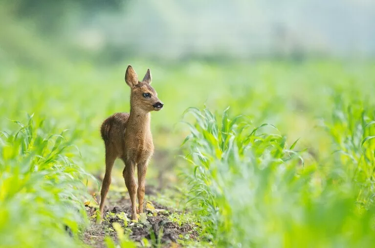 Respect-Wildlife